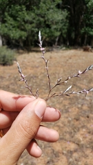 Polygonum polygaloides