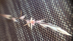 Polygonum polygaloides