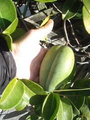 Stephanotis floribunda