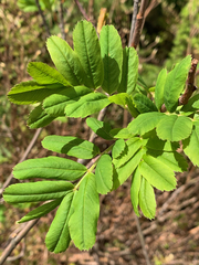 Sorbus sitchensis sitchensis