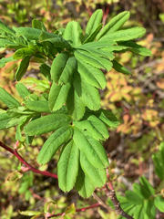Sorbus sitchensis sitchensis