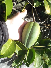 Stephanotis floribunda