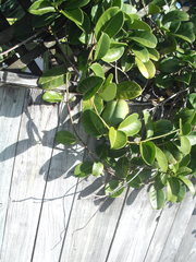 Stephanotis floribunda