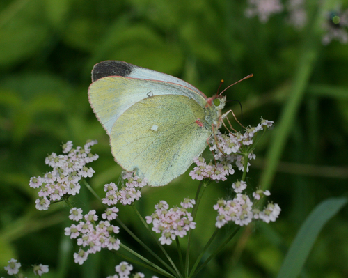 Moorland Clouded Yellow (Colias palaeno)