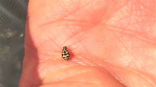 Marsh Lady Beetle photo 5