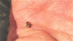 Anisosticta bitriangularis