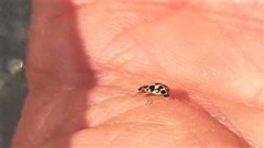 Anisosticta bitriangularis