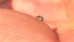 Anisosticta bitriangularis