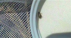 Anisosticta bitriangularis