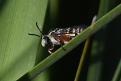 Triepeolus subnitens