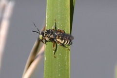 Triepeolus subnitens