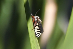 Triepeolus subnitens