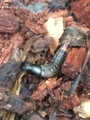 Platydracus cinnamopterus