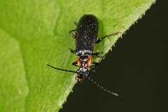 Rhagonycha angulata