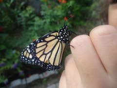 Danaus plexippus megalippe