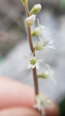 Ozomelis diversifolia