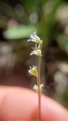 Ozomelis diversifolia