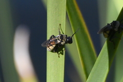 Triepeolus concavus