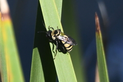 Triepeolus concavus