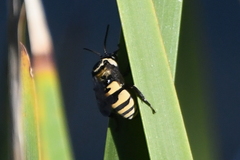 Triepeolus concavus
