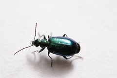 Lebia viridis