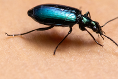 Lebia viridis