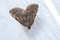 Idia aemula