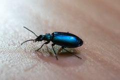 Lebia viridis
