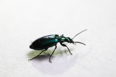 Lebia viridis