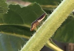 Homalodisca