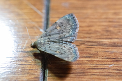 Idia aemula