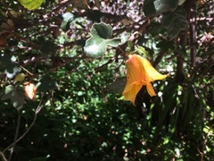 Fremontodendron