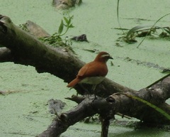 Furnarius figulus