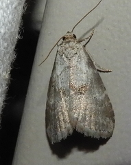 Hyperstrotia pervertens