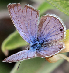 Echinargus isola
