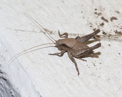 Aglaothorax morsei santacruzae