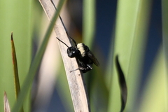 Triepeolus concavus