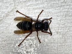 Vespa luctuosa