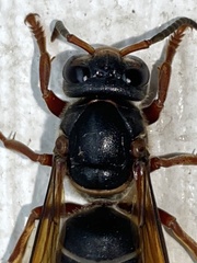 Vespa luctuosa