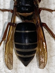 Vespa luctuosa