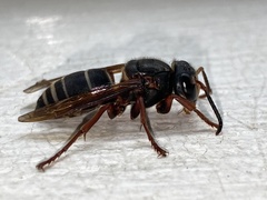 Vespa luctuosa