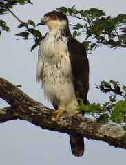 Aquila spilogaster