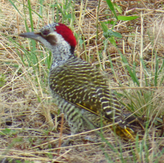 Campethera bennettii