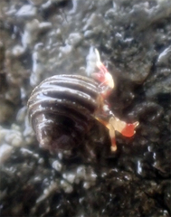Pagurus beringanus