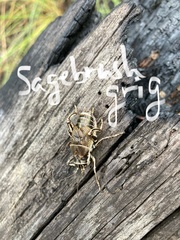 Cyphoderris