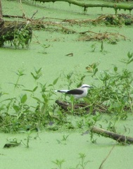 Fluvicola nengeta