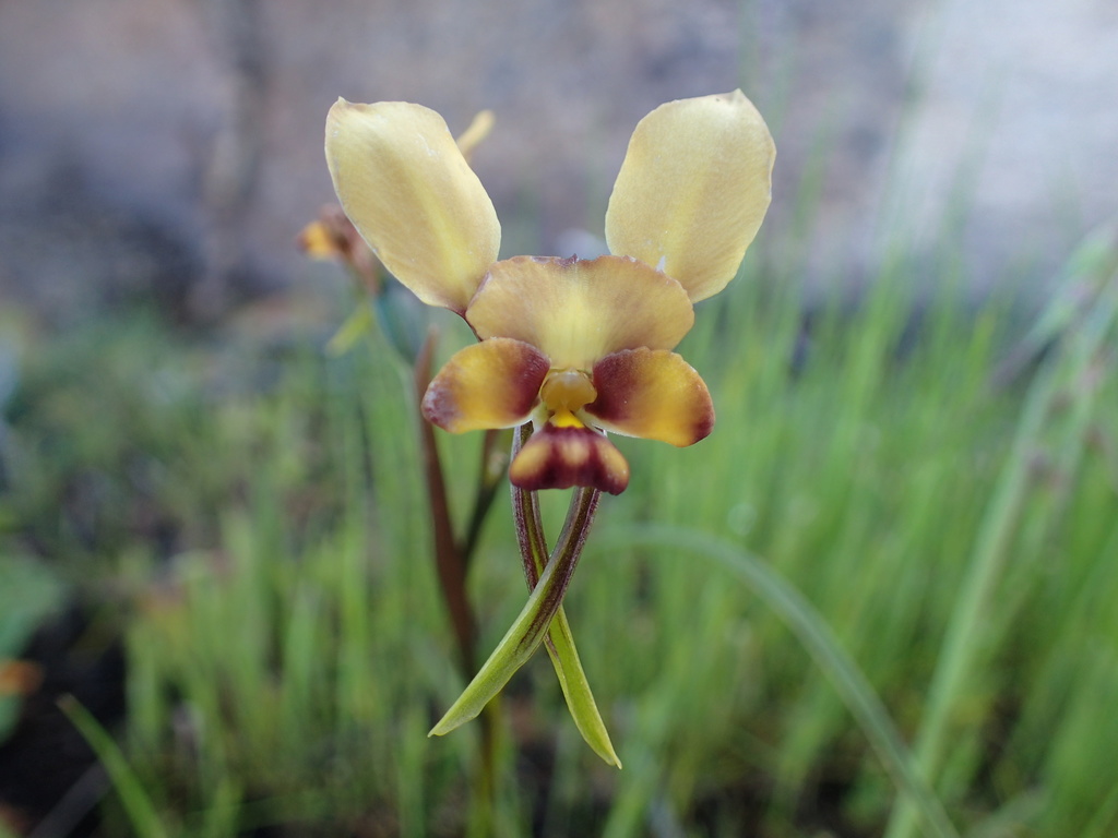 Diuris conspicillata