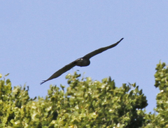 Buteo albonotatus
