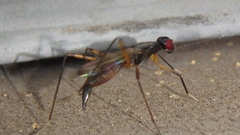 Rainieria antennaepes