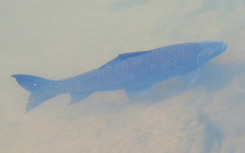 Mucise (Labeo congoro) — Cyprinidae — 3